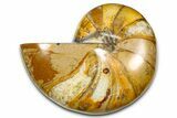 Polished Fossil Nautilus (Cymatoceras) - Madagascar #378978-1